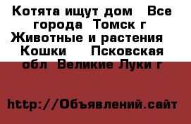 Котята ищут дом - Все города, Томск г. Животные и растения » Кошки   . Псковская обл.,Великие Луки г.